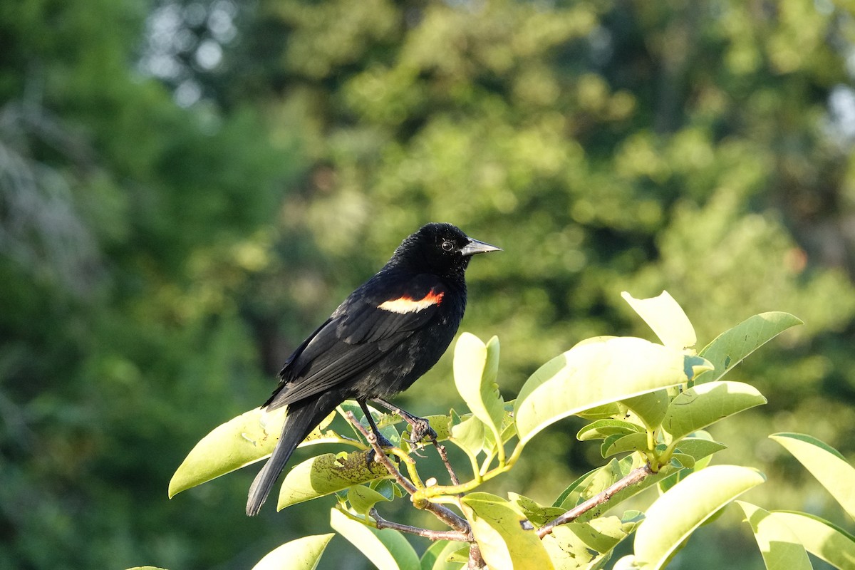Red-winged Blackbird - David Rubenstein