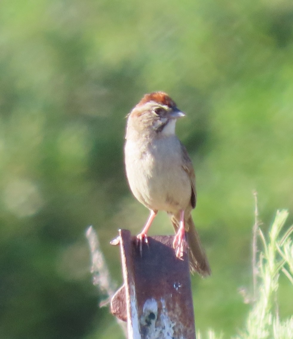 Rufous-crowned Sparrow - Darren Dowell