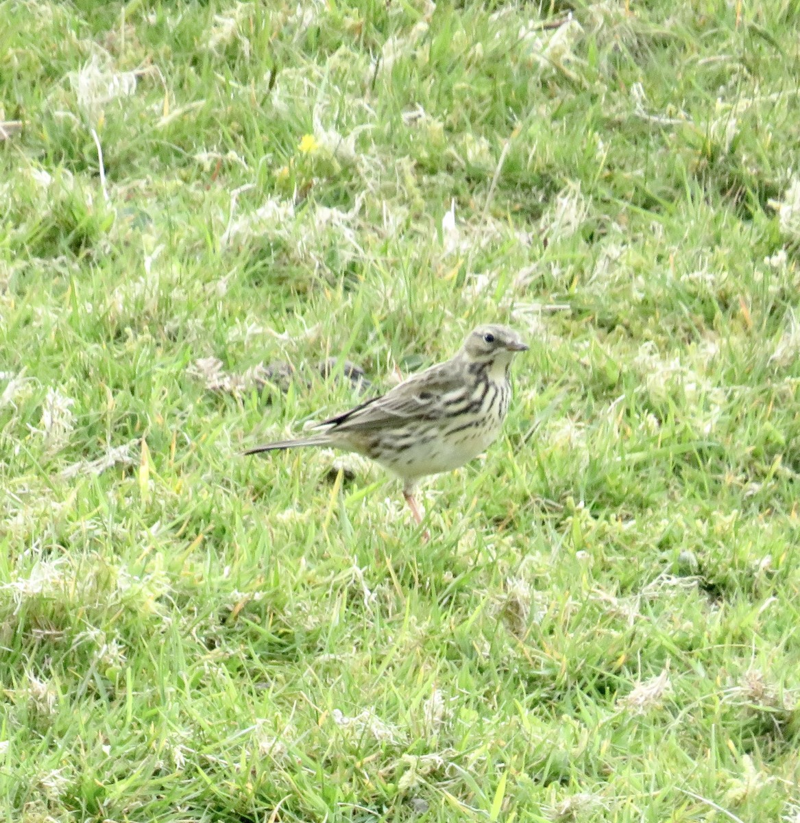 Meadow Pipit - Sally Bergquist