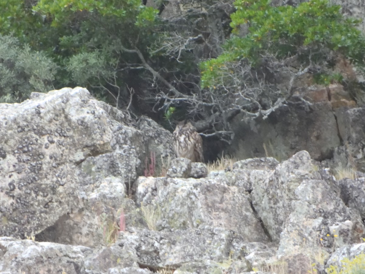Eurasian Eagle-Owl - ML618915501