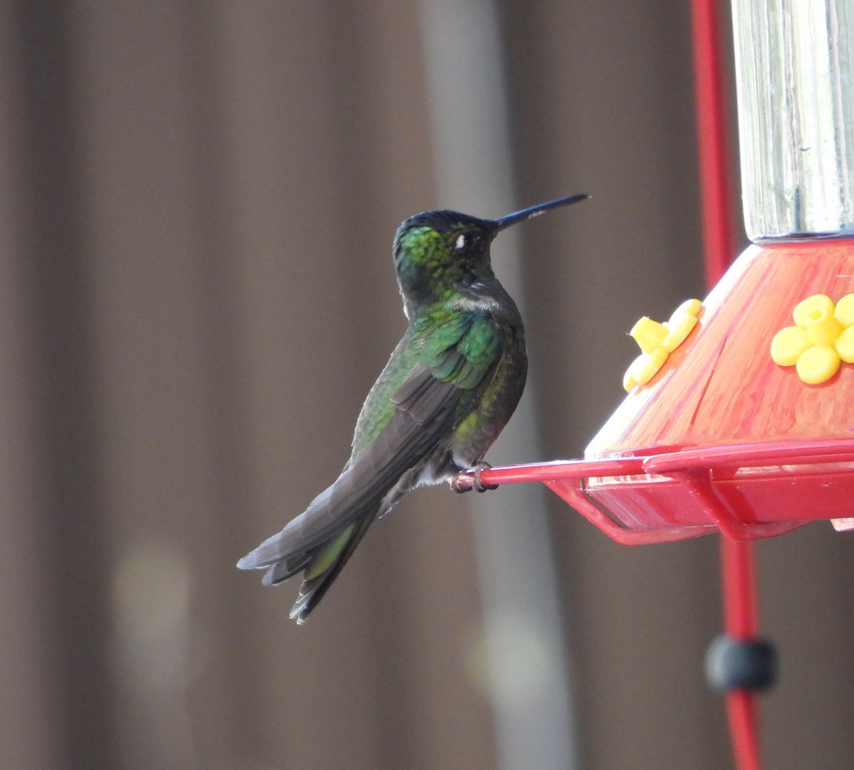 kolibřík skvostný - ML618915513