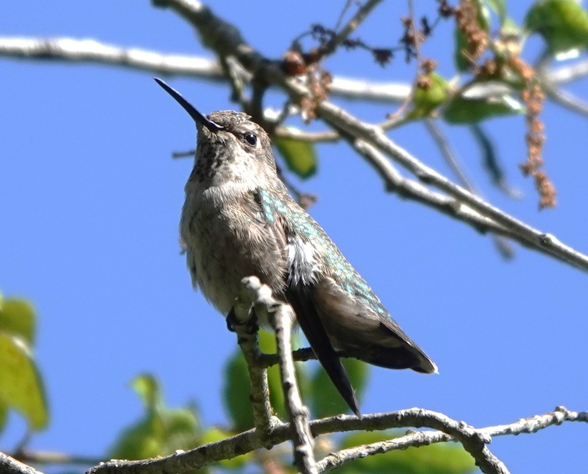 Anna's Hummingbird - ML618915515