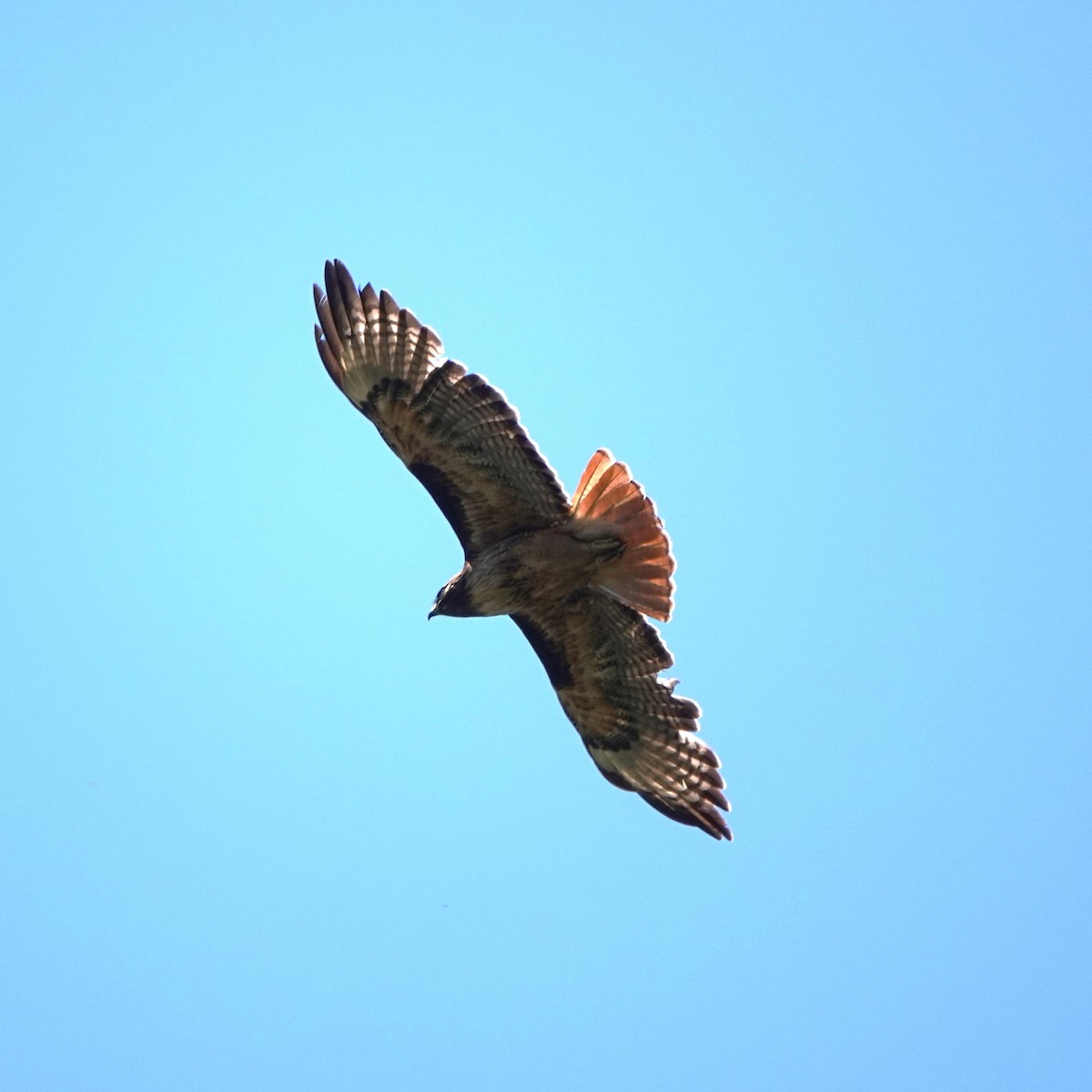 Red-tailed Hawk - ML618915531