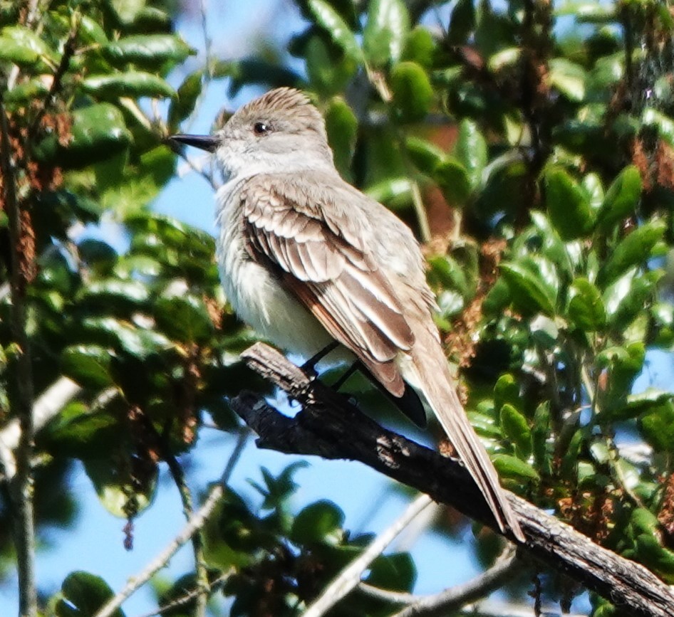 Ash-throated Flycatcher - Mary Jo Hayes