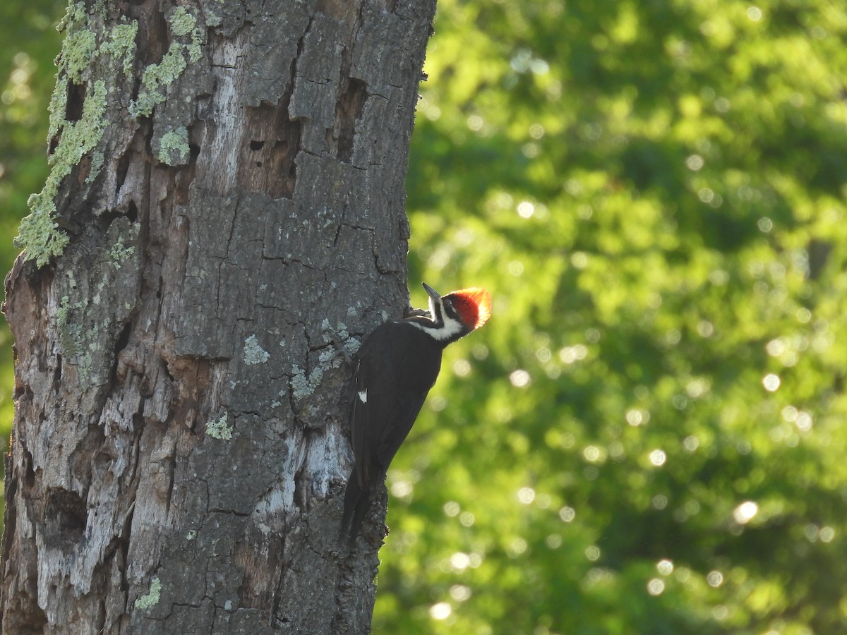 Pileated Woodpecker - Cynthia Nickerson