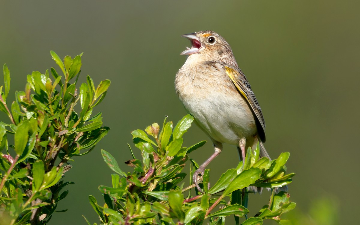 Grasshopper Sparrow - Aidan Brubaker
