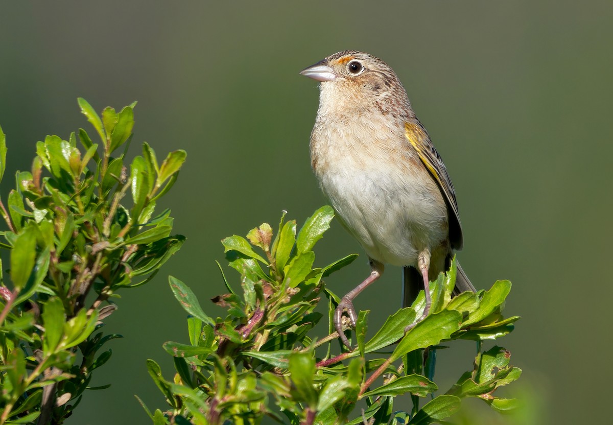 Grasshopper Sparrow - Aidan Brubaker