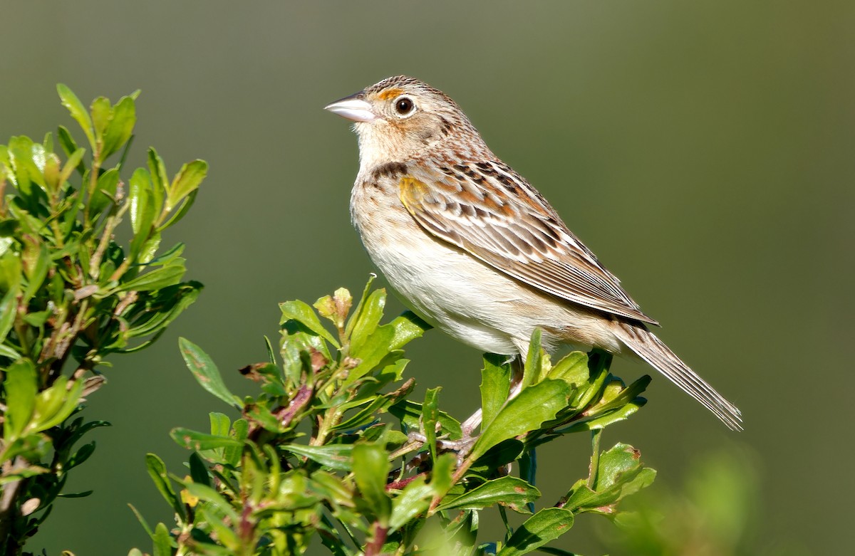 Grasshopper Sparrow - ML618915735