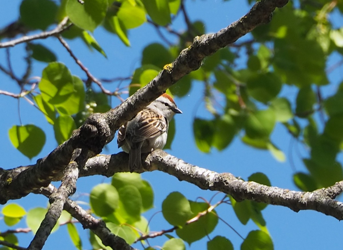 Chipping Sparrow - John Hiebert
