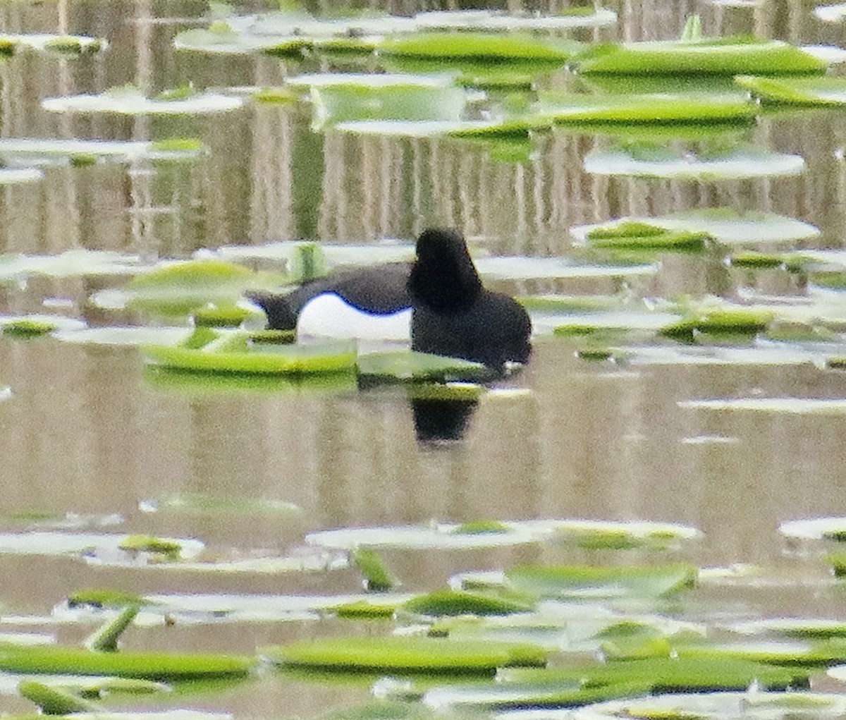 Tufted Duck - ML618915757