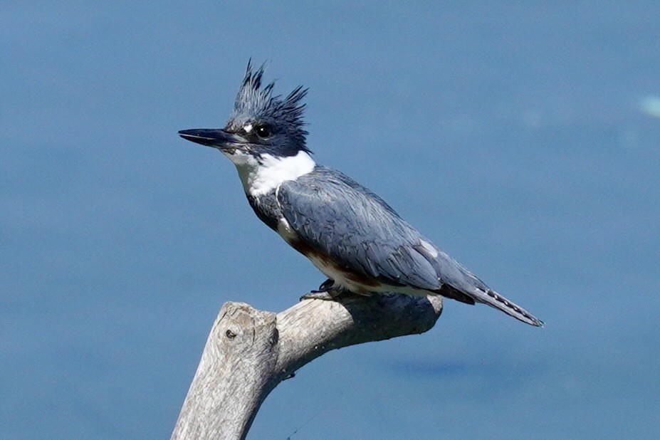 Belted Kingfisher - Terry Bohling