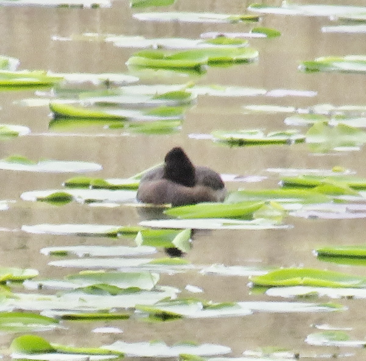 Tufted Duck - ML618915770
