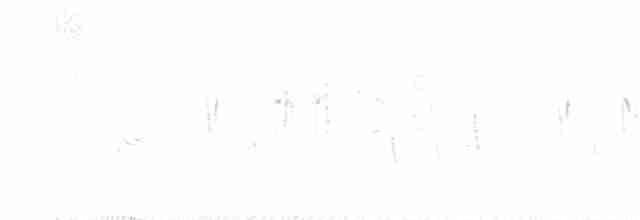Txinbo papargorrizta iberiarra - ML618915790