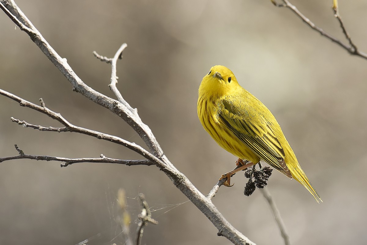 Yellow Warbler - Michel Desbiens