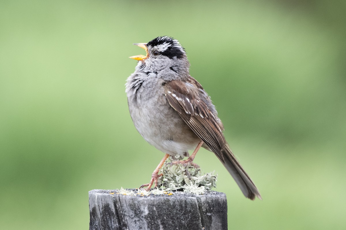 White-crowned Sparrow - Steve Pearl