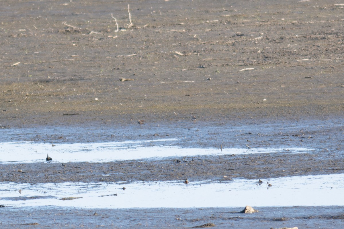 Semipalmated Plover - ML618915873