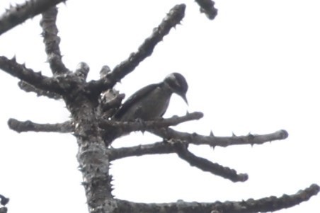 Brown-capped Pygmy Woodpecker - Gannu 03