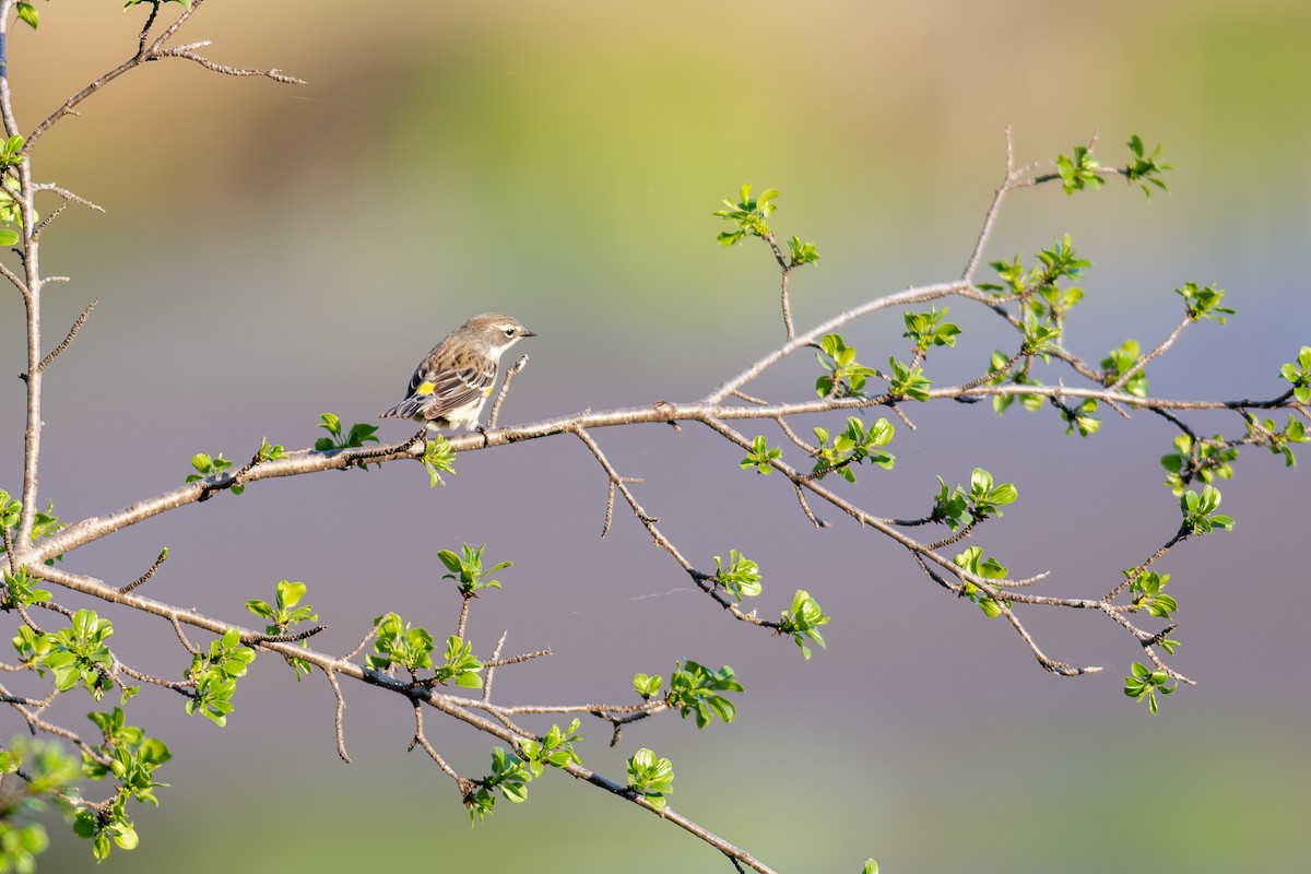 Yellow-rumped Warbler (Myrtle) - Peter Mundale