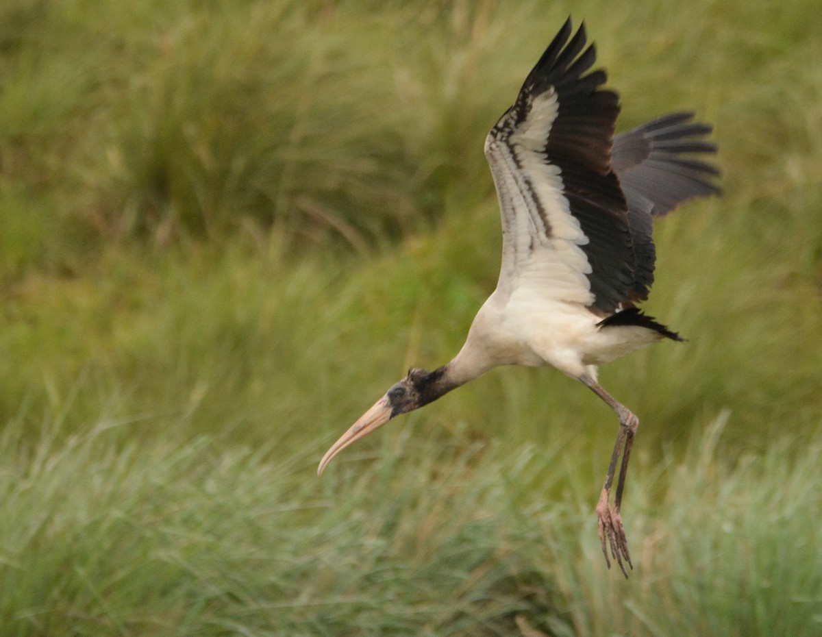 Wood Stork - Silmar Primieri