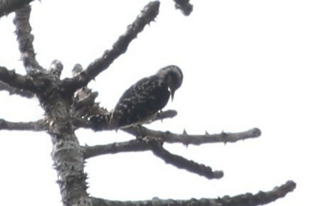 Brown-capped Pygmy Woodpecker - ML618915931