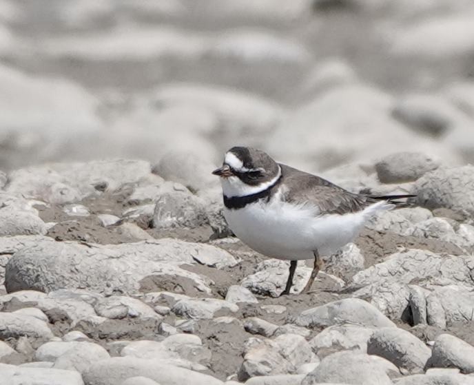 Semipalmated Plover - ML618915962