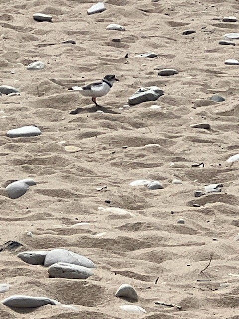 Piping Plover - ML618915969
