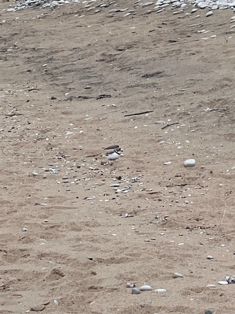 Piping Plover - ML618915971