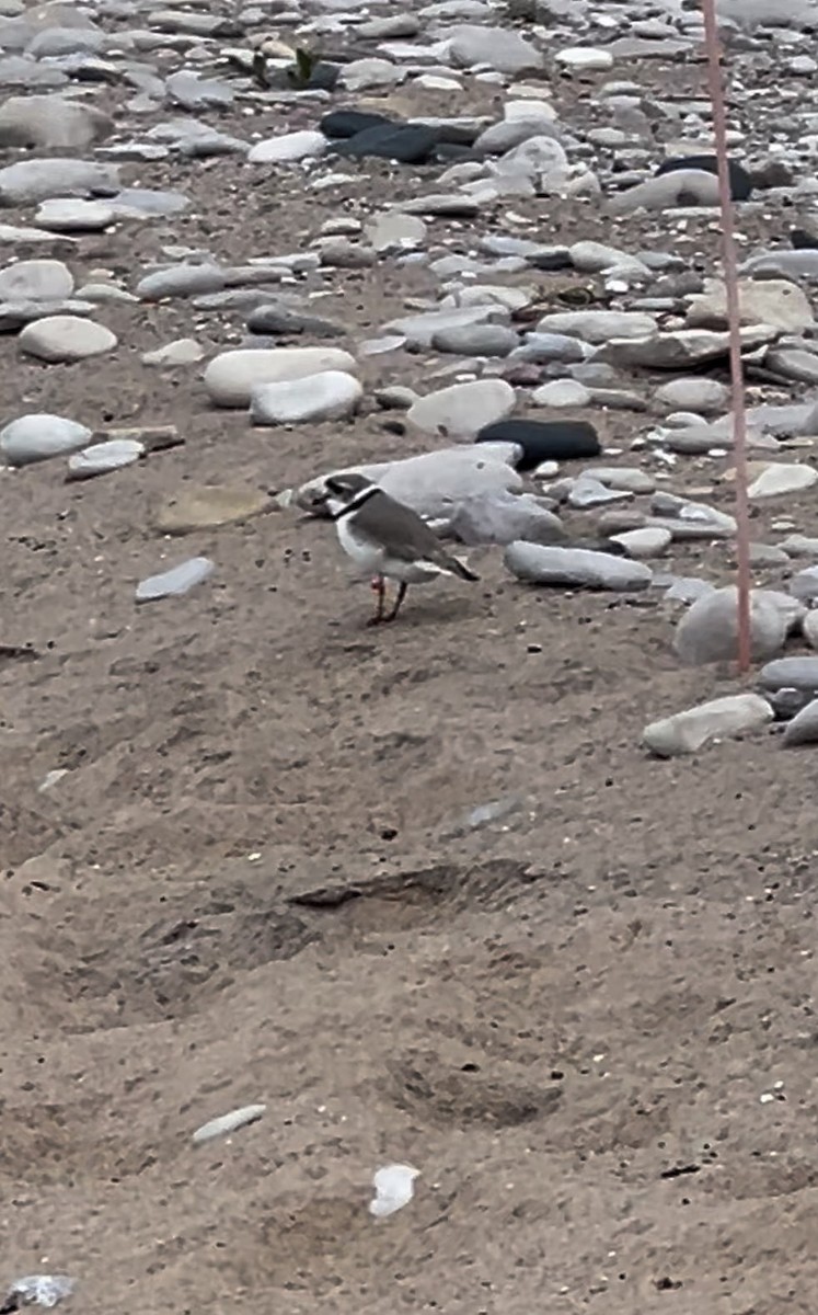 Piping Plover - ML618915972