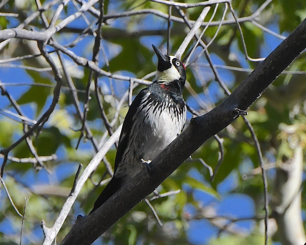 Acorn Woodpecker - ML618915978