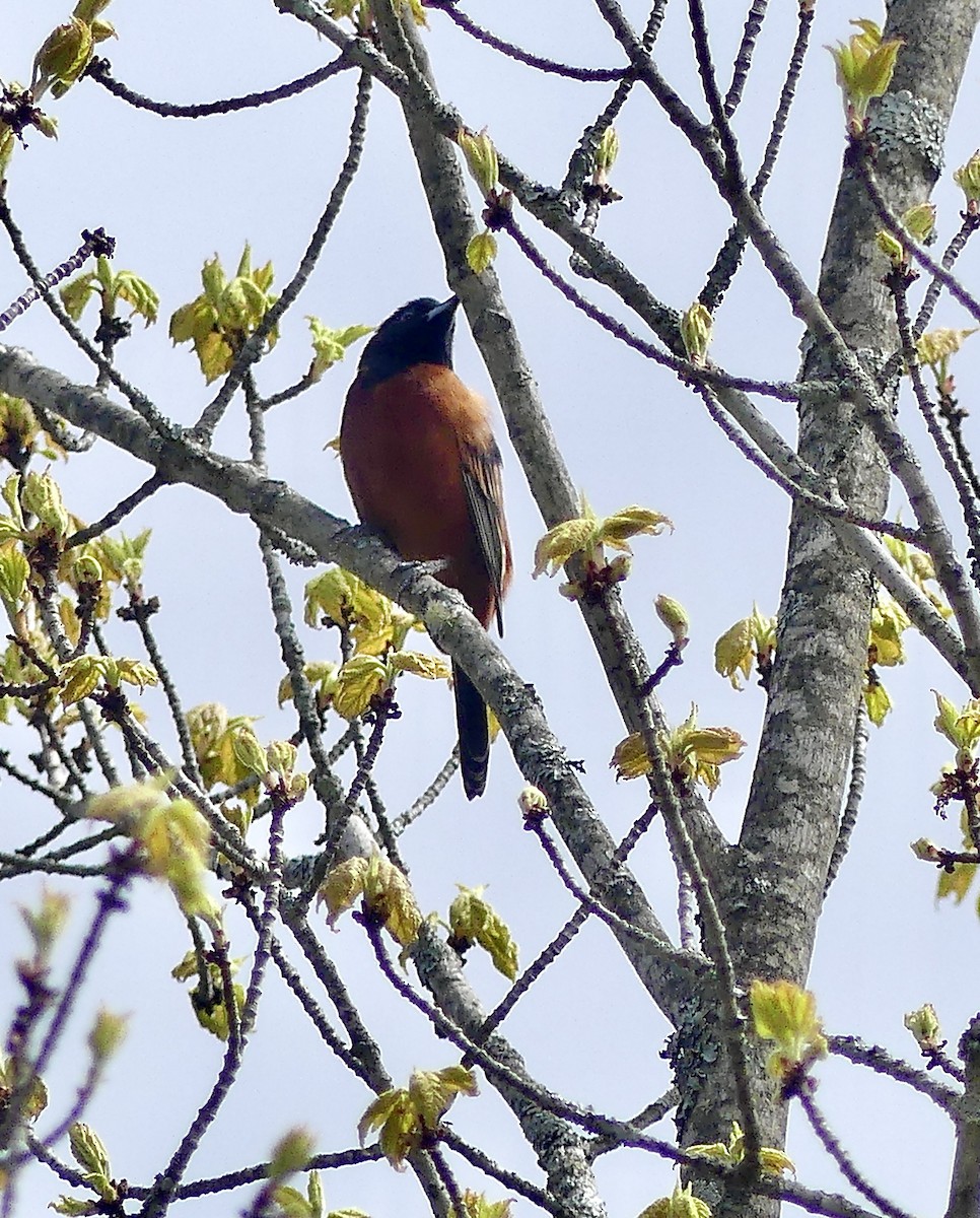 Orchard Oriole - ML618916014