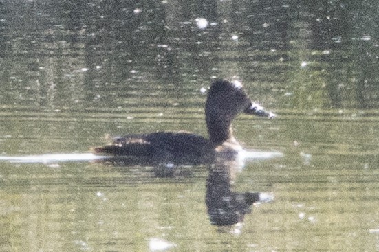 Ring-necked Duck - ML618916022