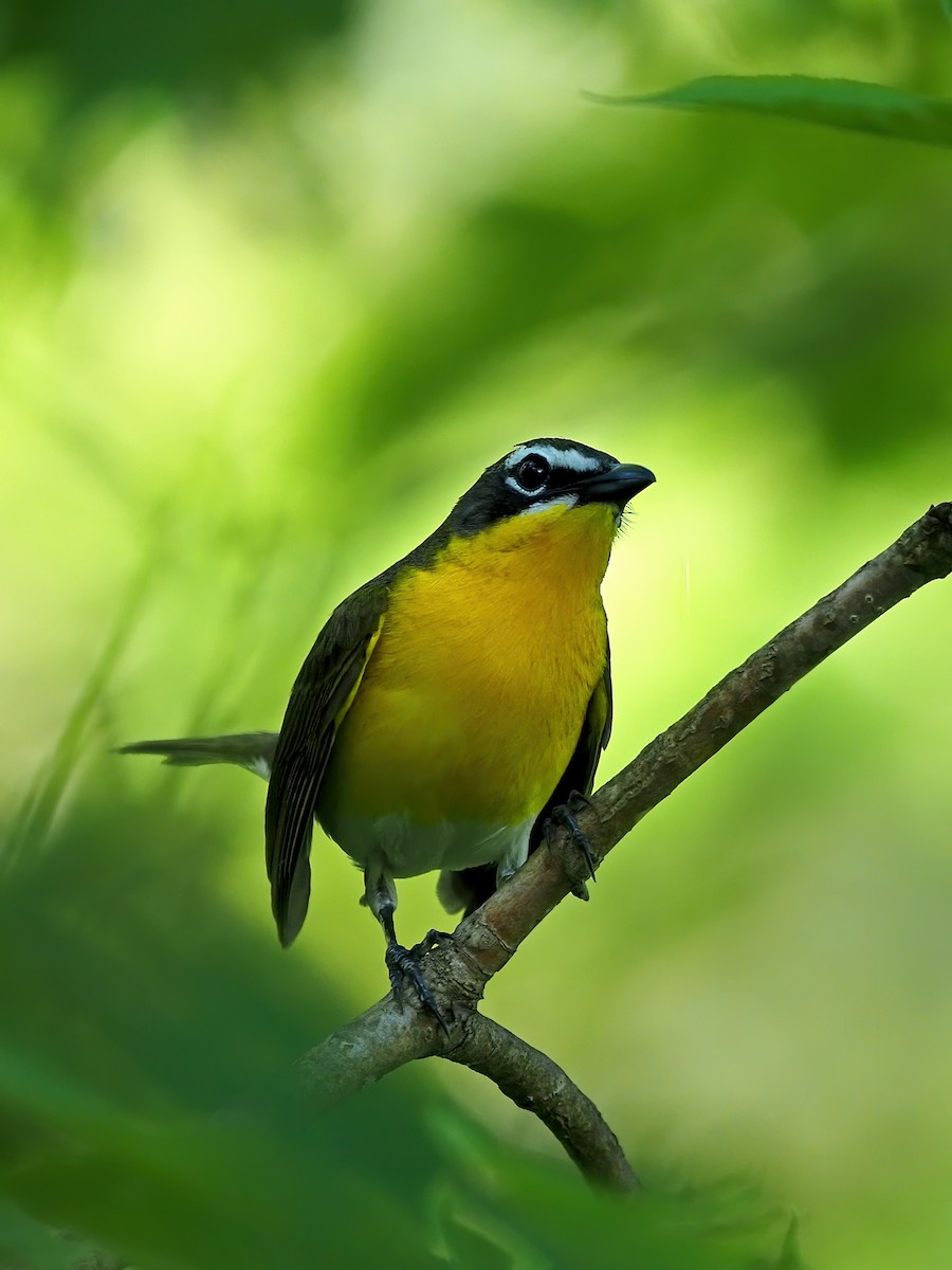 Yellow-breasted Chat - ML618916042