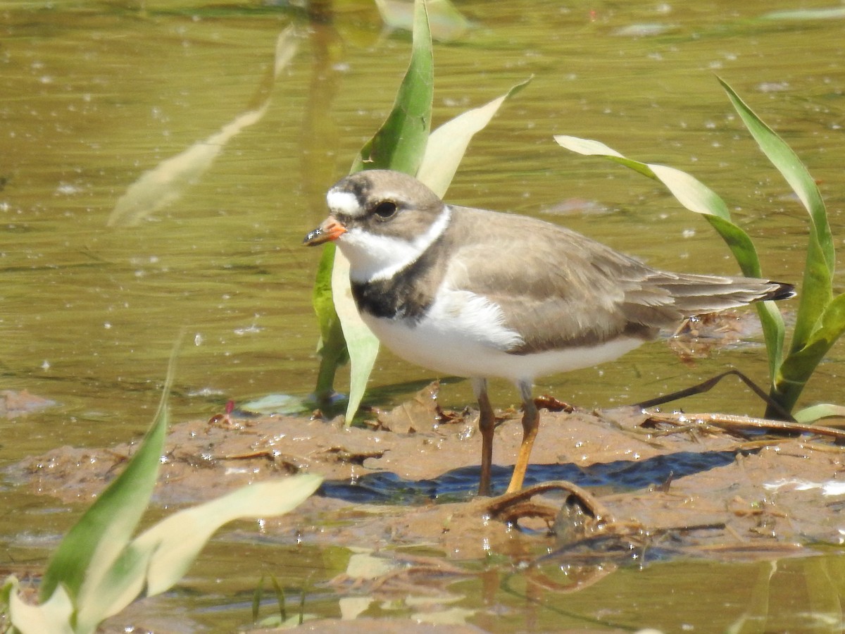 Semipalmated Plover - ML618916081