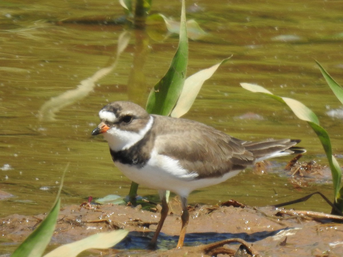 Semipalmated Plover - ML618916084