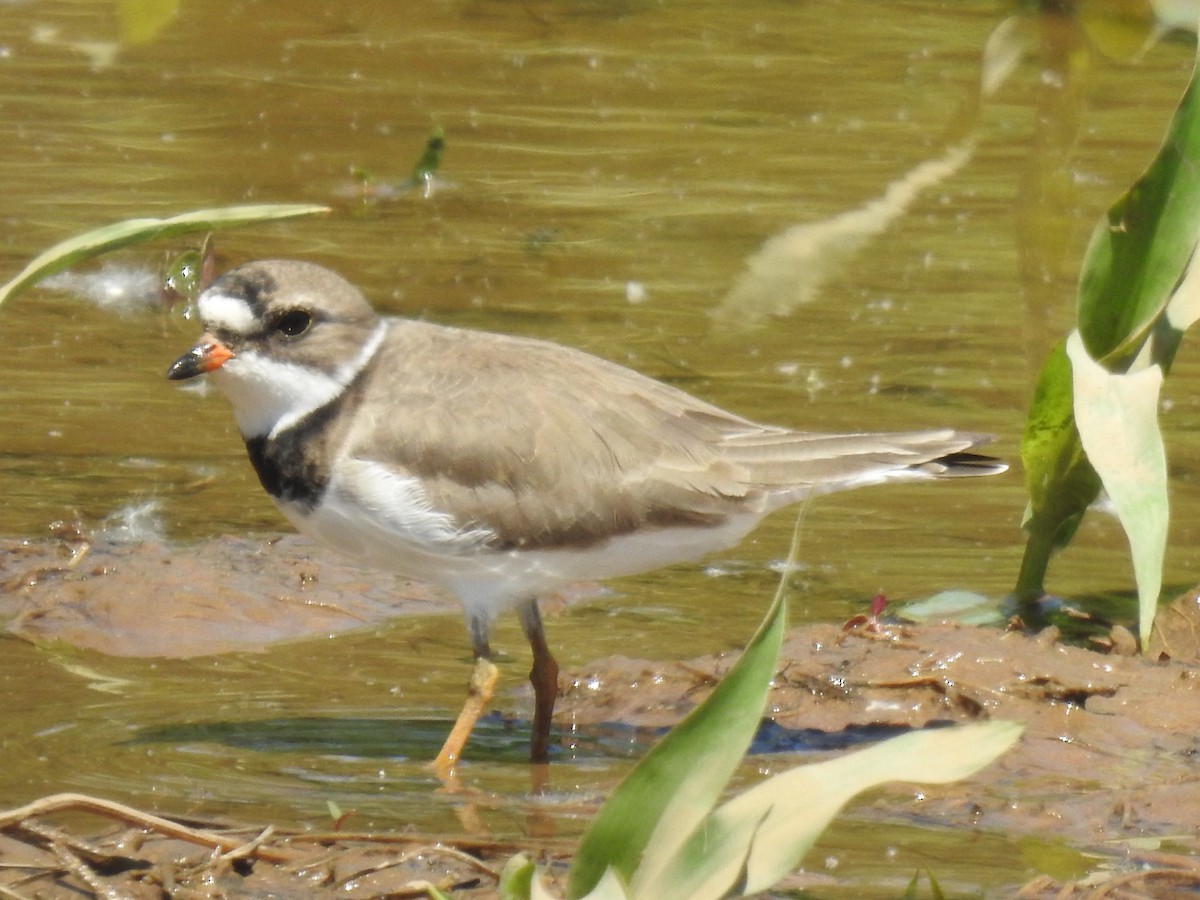 Semipalmated Plover - ML618916086