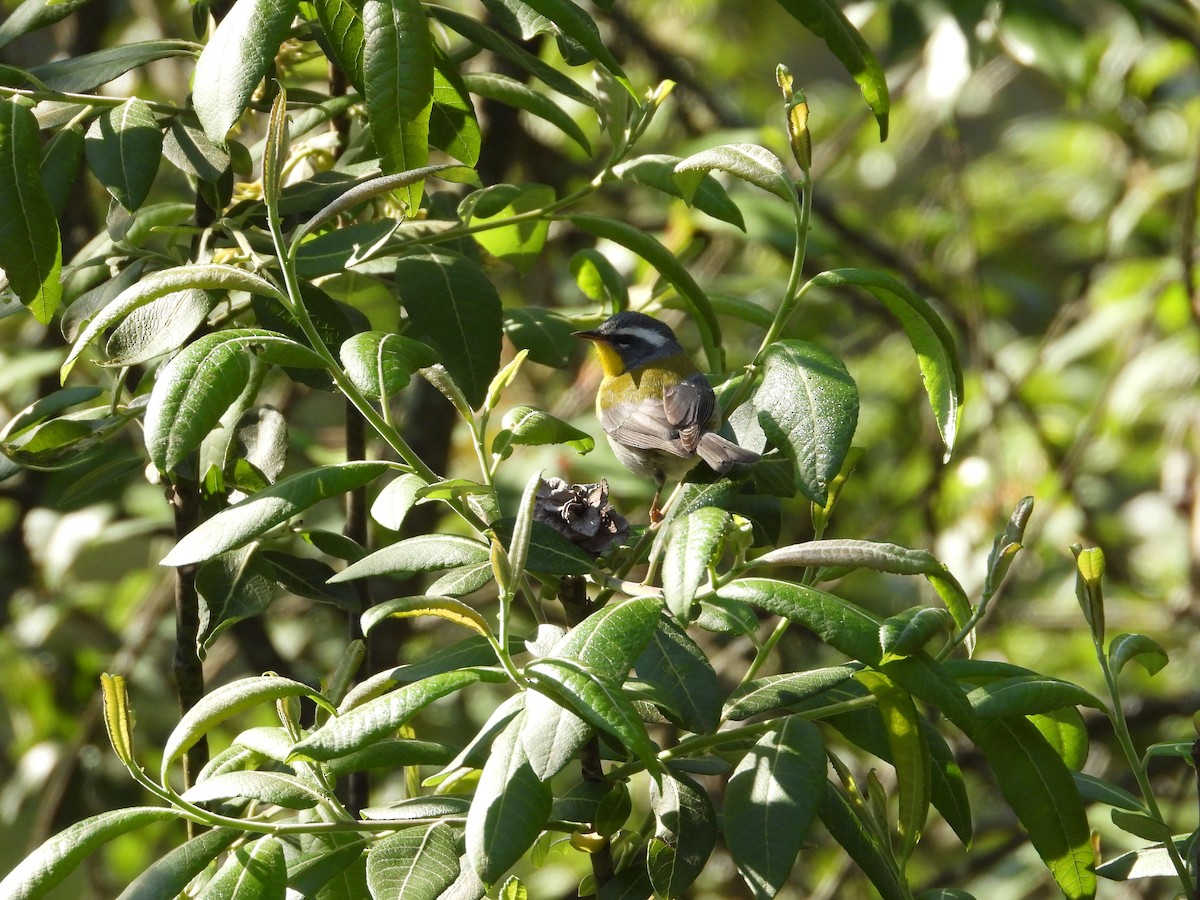 Crescent-chested Warbler - ML618916104