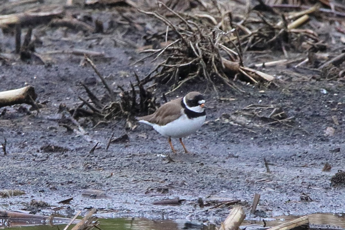 Semipalmated Plover - ML618916123