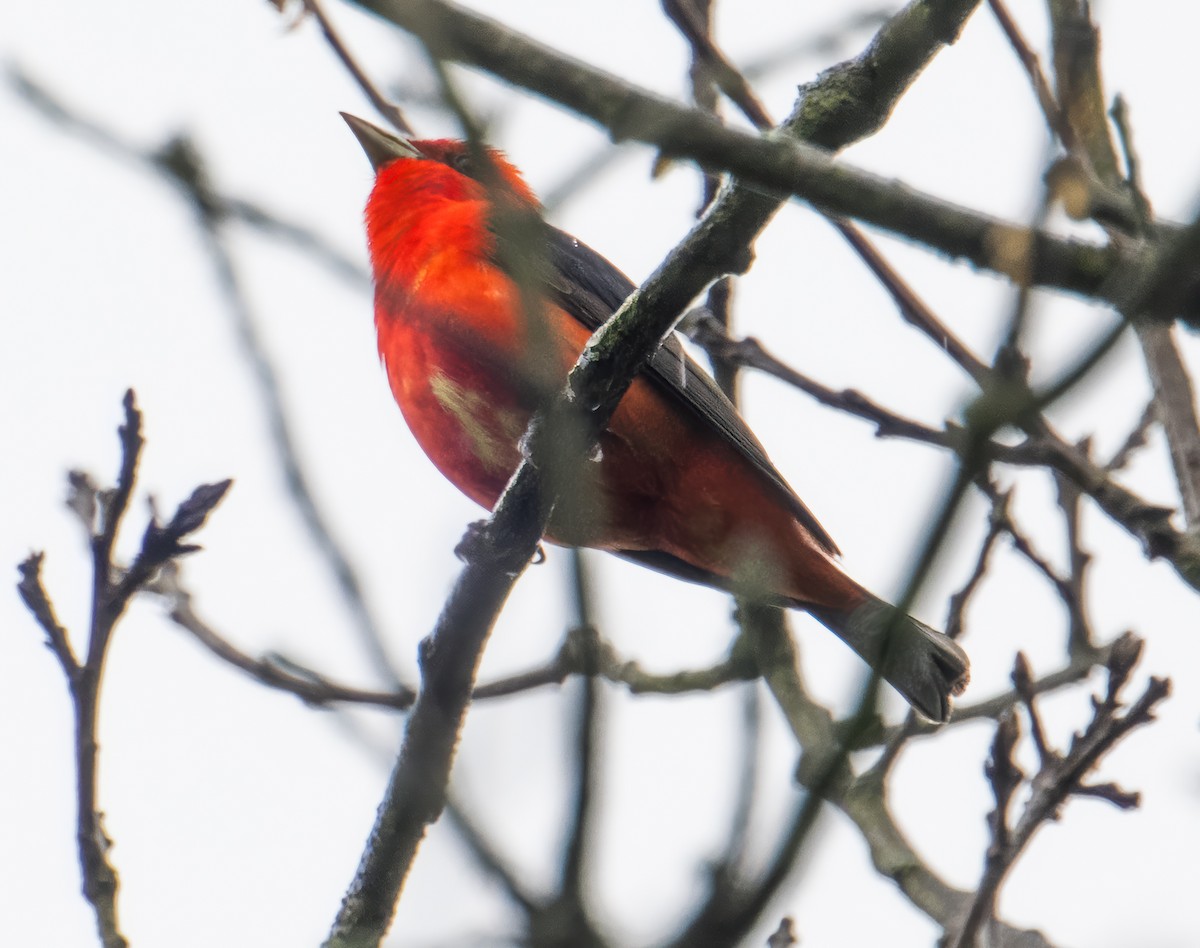 Scarlet Tanager - ML618916128