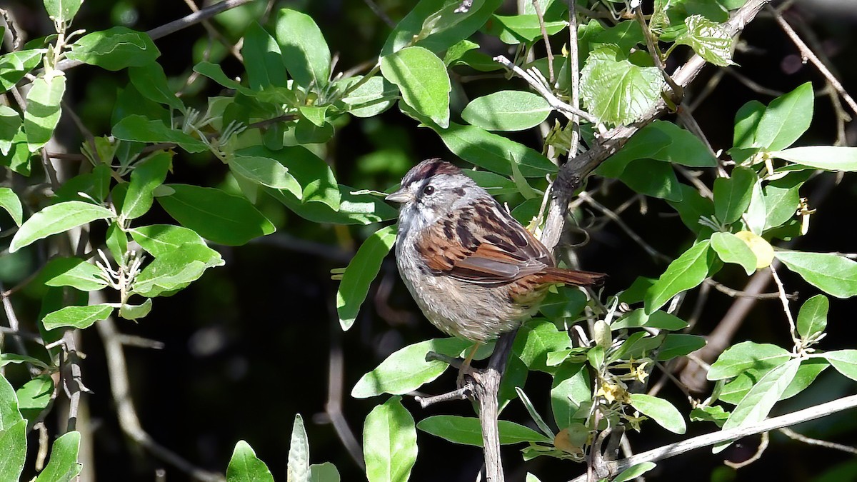 Swamp Sparrow - Amelia Starliper