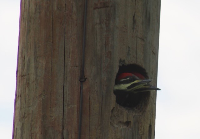 Pileated Woodpecker - ML618916181