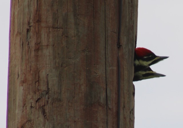 Pileated Woodpecker - ML618916182
