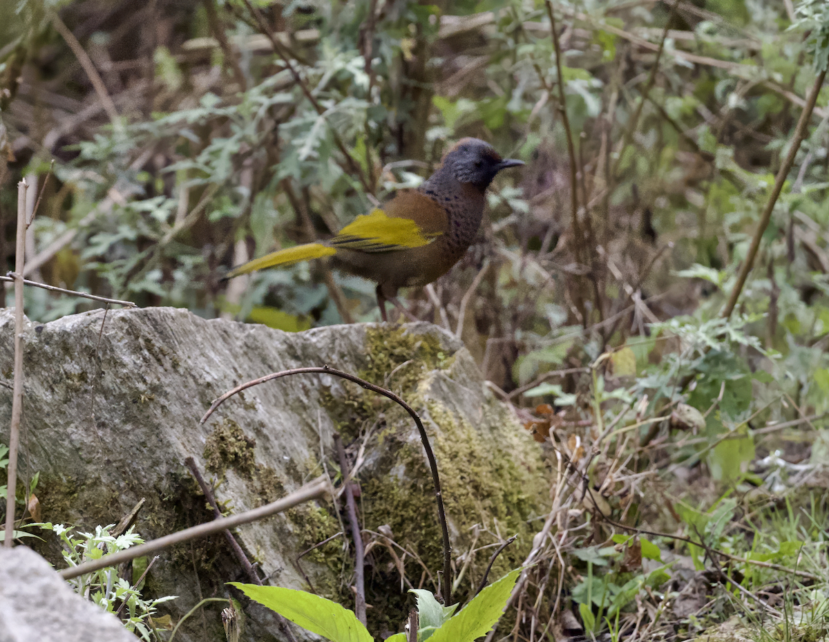 Chestnut-crowned Laughingthrush - ML618916206