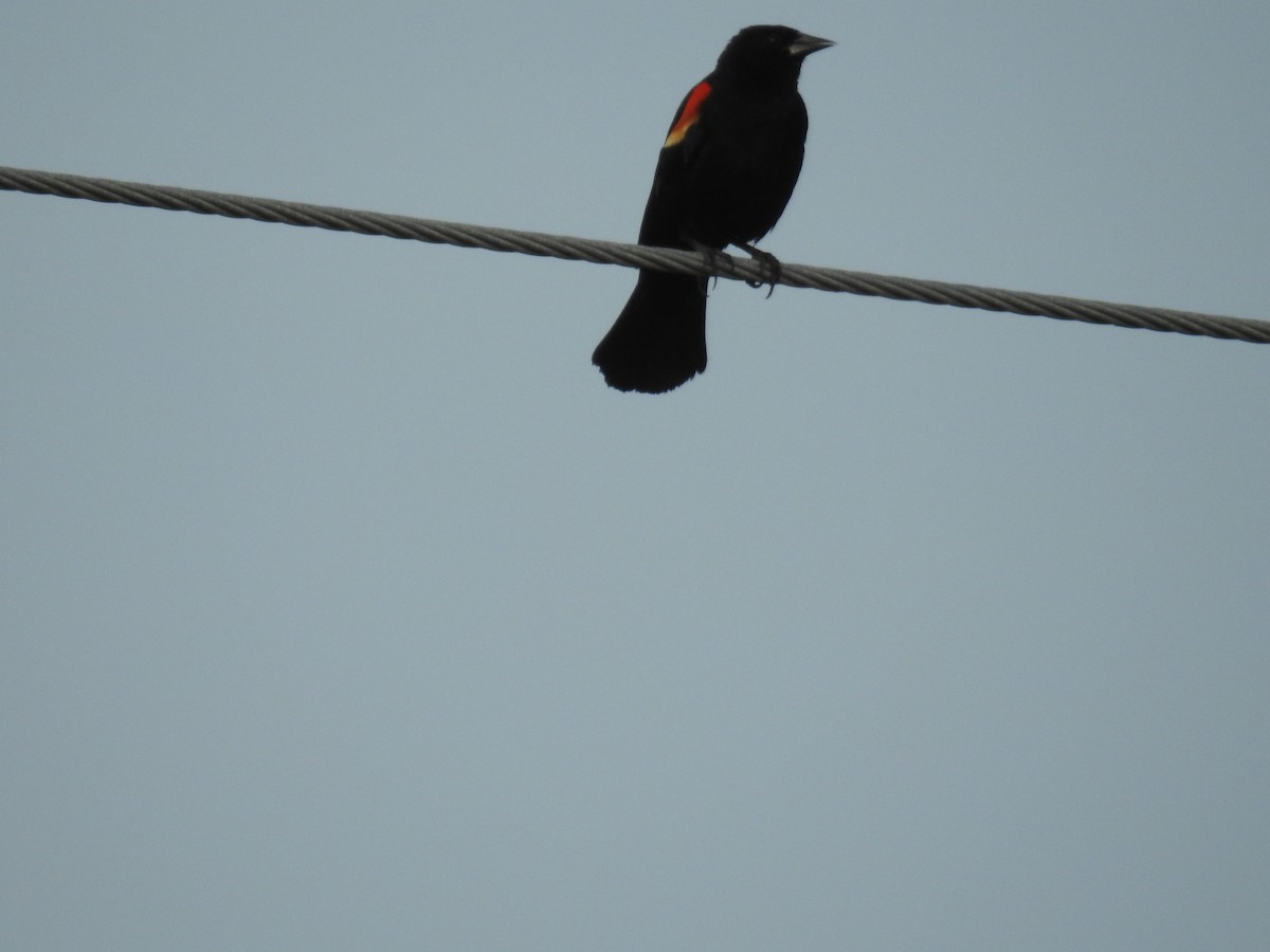 Red-winged Blackbird - ML618916264