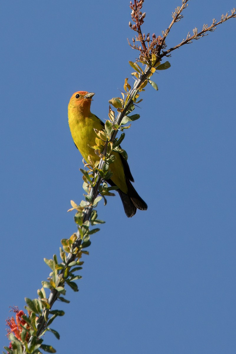 Western Tanager - ML618916299