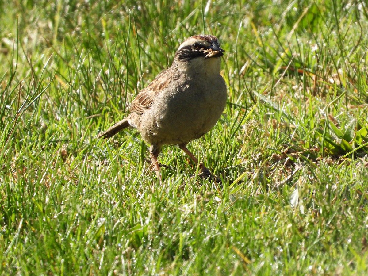 Striped Sparrow - ML618916309