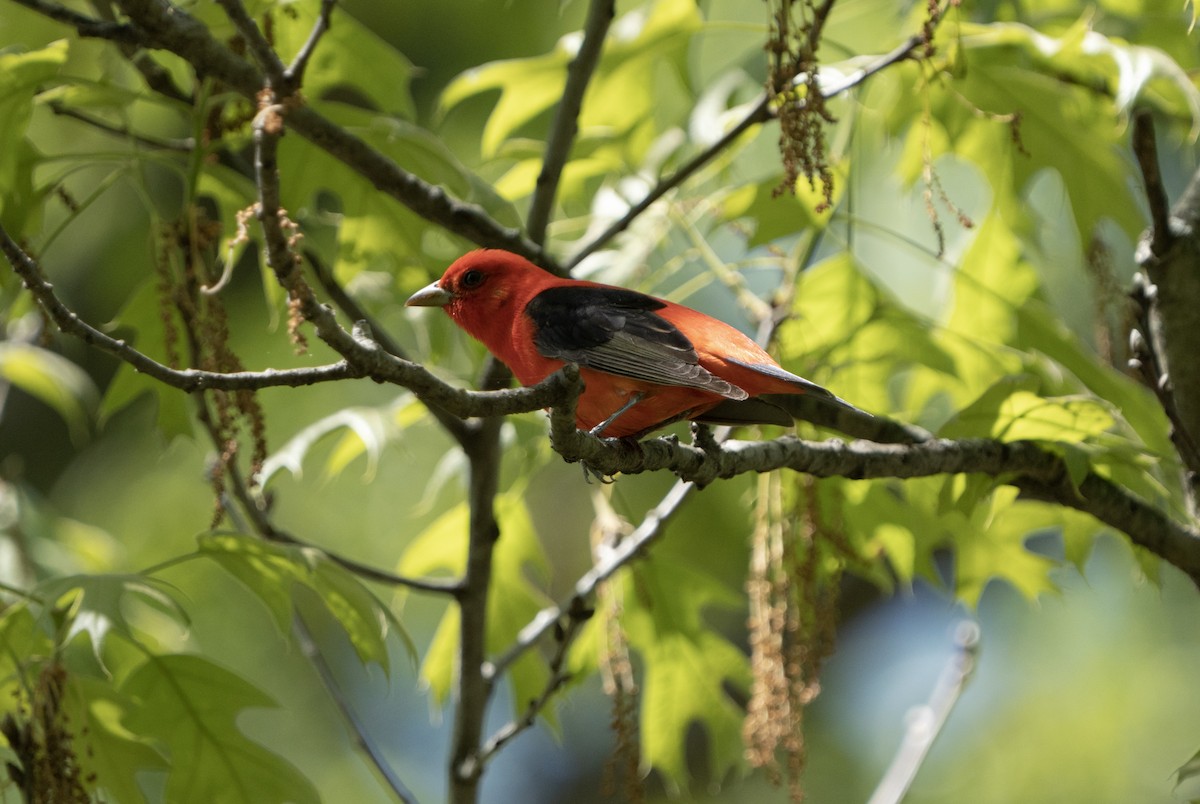 Scarlet Tanager - ML618916359