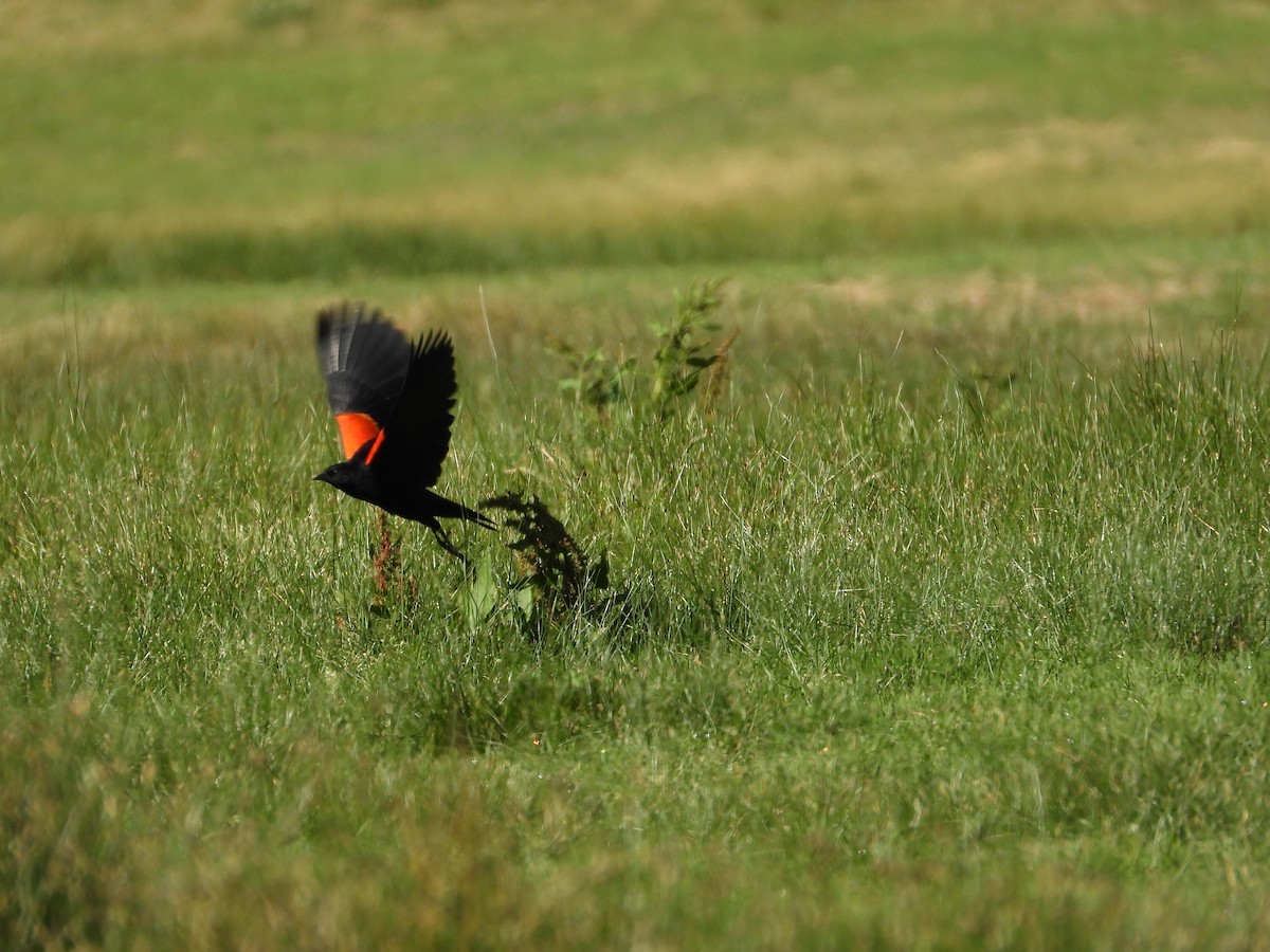 Red-winged Blackbird (Mexican Bicolored) - ML618916436