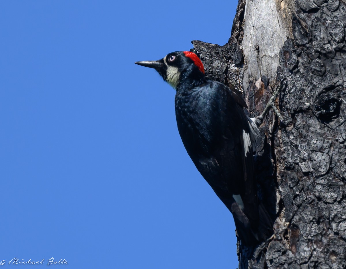 Acorn Woodpecker - ML618916493