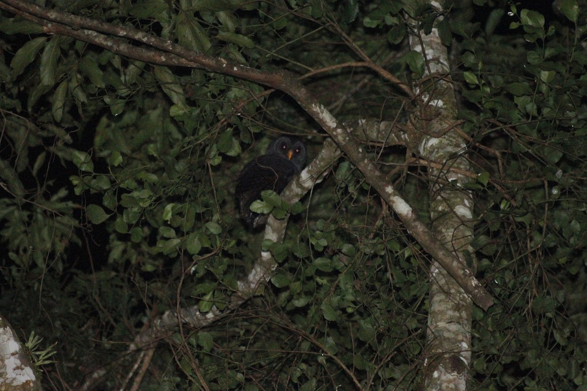 Black-banded Owl - ML618916520