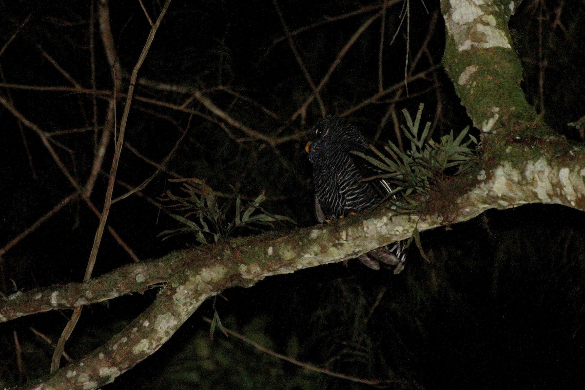 Black-banded Owl - ML618916523